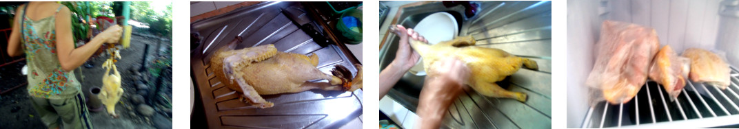 Images of tropical backyard duck being prepared for the
        freezer