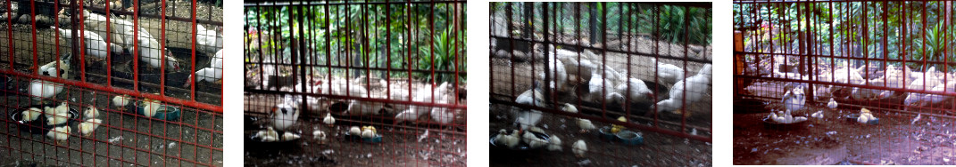 Images of tropical backyard ducklings in a protective
        pen
