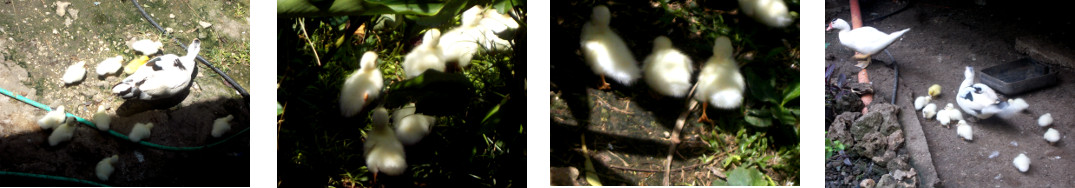 Images of young ducklings in tropical
        backyard