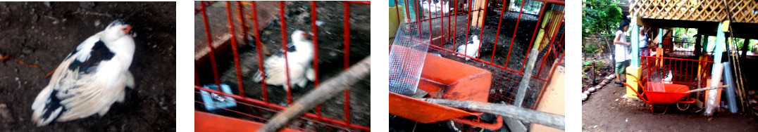 Images of tropical backyard ducklings
        in a protective pen under the house