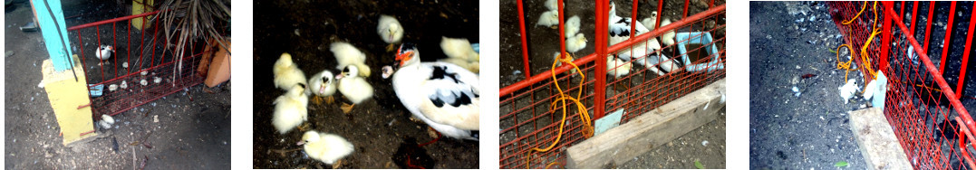 Images oif ducklings in protective pen under tropical
        house