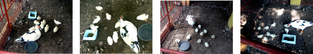 Images of tropical backyard ducklings
        in protective pen under house