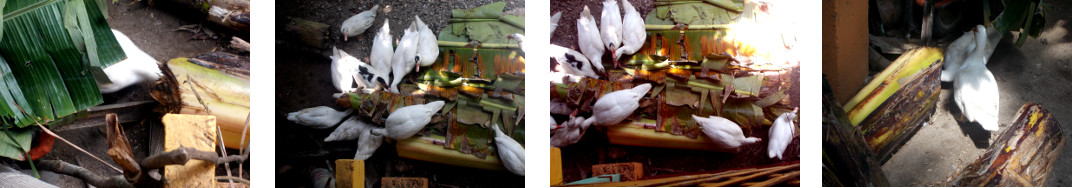 Images of ducks eating banana tree
        trunks in tropical backyard
