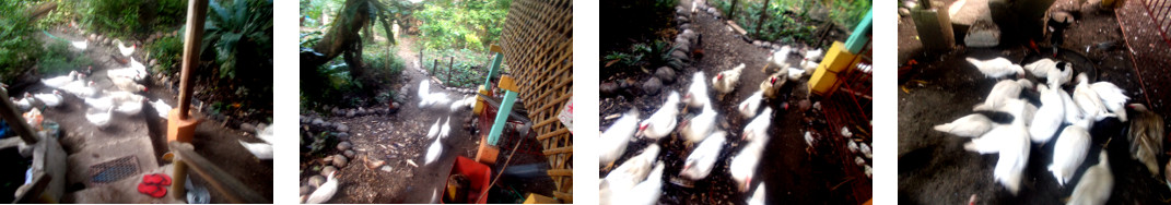 Images of ducks in tropical backyard