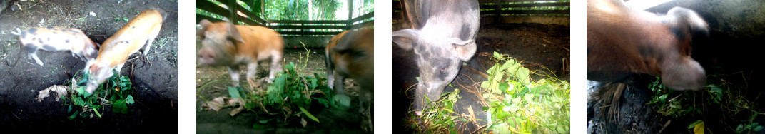 Imagws of trapical backyard garden refuse given to pigs