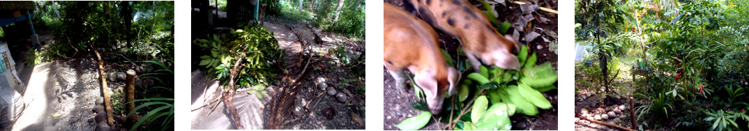 Images of lanzones Tree felled in tropical backyard