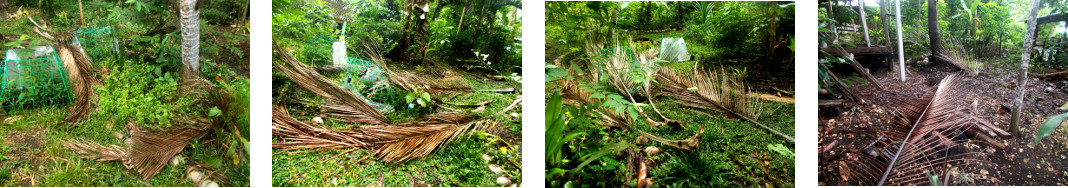 Images of coconut tree branches fallen in tropical
        backyard during a storm in the night