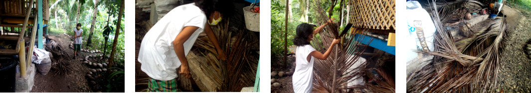 Images of fallen coconut branches trimmed and saved in
        tropical backyard