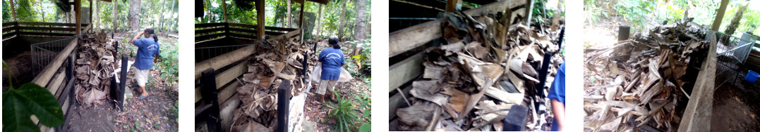 Images of dried banana leaves collected as
                nesting material for farrowing tropical backyard sow