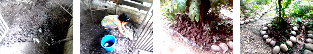 Images of cleaning up a tropical
        backyard pig pen ready for reuse