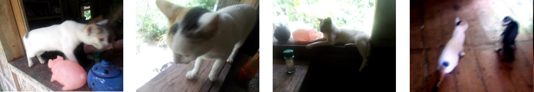 Images of visit from a cat living
        earlier in our tropical home