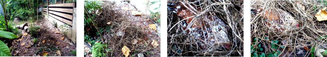 Images of hen nesting in tropical
        backyard