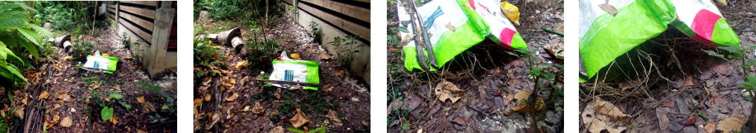 Images of hen nesting in tropical backyard covered with
        a sack agaisnt rain