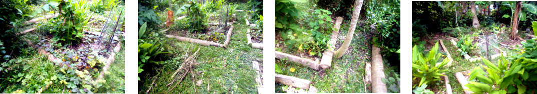 Images of mtropical backyard garden
        being cleaned up