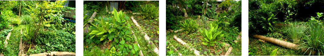 Images of overgrown garden in tropical
        backyard
