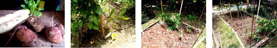 Images of tropical backyard garden
        patch planted before fencing