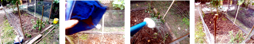 Images of tropical backyard garden patch fenced, sown
        and watered