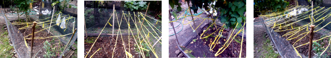 Images of anti-chicken raffiea added to fenced garden
        patch