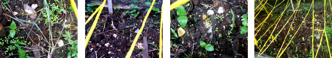 Images of seedlings growing in fenced tropical backyard
        garden patch