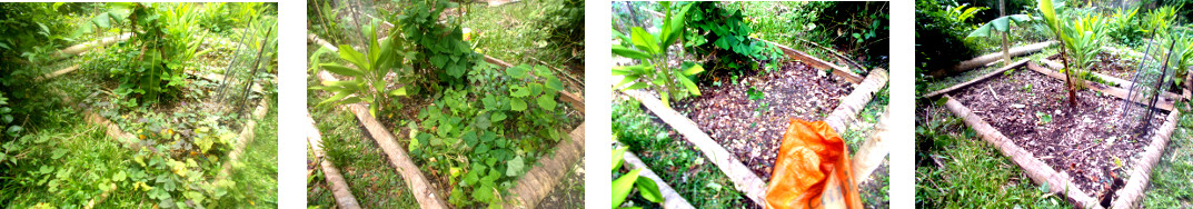 Images of tropical backyard garden
        patch cleared for composting and replanting