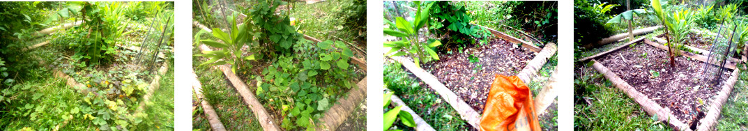 Images of tropical backyard garden
        patch cleared for composting and replanting