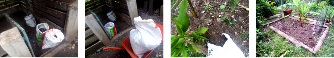 Images of tropical backyard garden patch composted with
        soil from pig pen