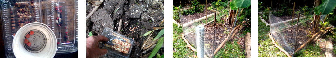Images of banana patch in
            tropical backyuard seeded and fenced