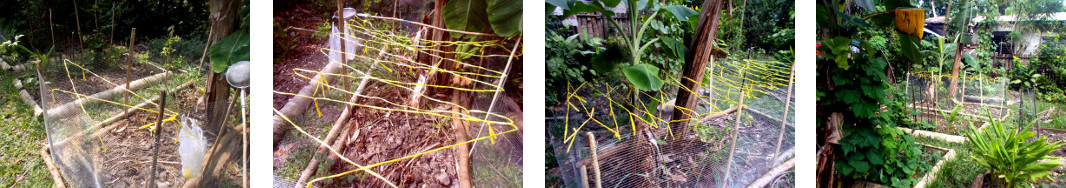 Images of fenced patch given extra
        protection from chickens with raffia in tropical backyard