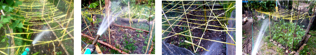 Images of recently sown and fenced
        tropical garden patches being watered