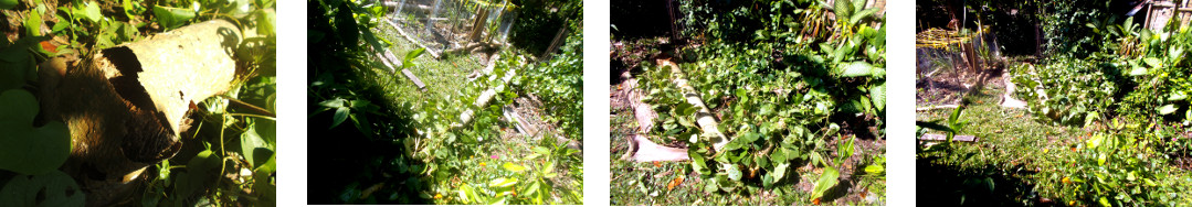 Images of fallen papaya tree cleared
        up in tropical backyard
