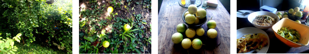 Images of passion fruit harvested from
        tropical backyard