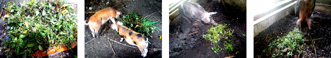 Images of tropical backyard pigs eating
        weeds