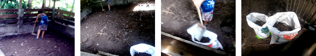 Images of tropical backyard pig pen being cleaned