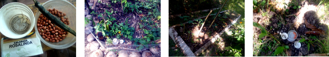 Images of Peanuts, squash and Okra
        seeds planted in various unprotected areas in tropical backyard