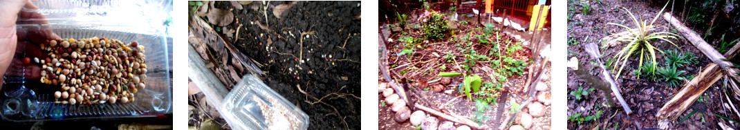 Images of rooster feed seeds planted
        in tropical backyard