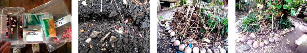 Images of vine seeds planted in
        various locations in tropical backyard