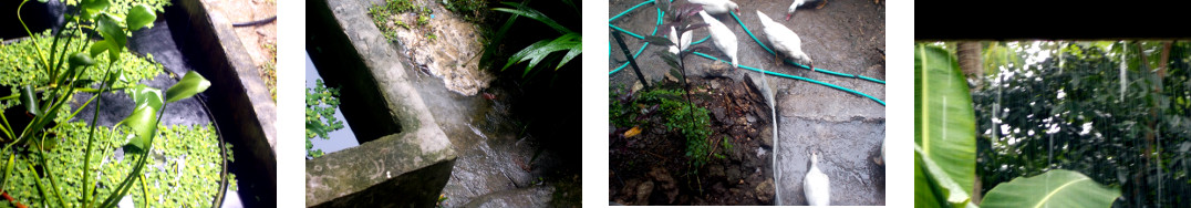 Images of morning rain in tropical backyard