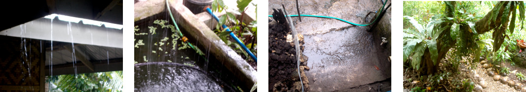 Images of rain in tropical backyard