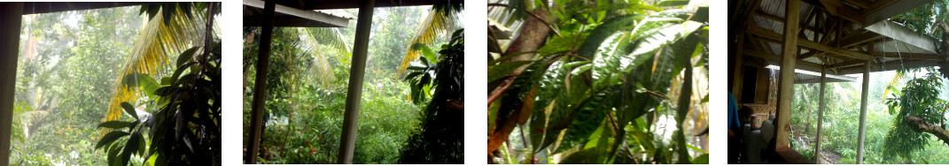 Images of rain in tropical backyard