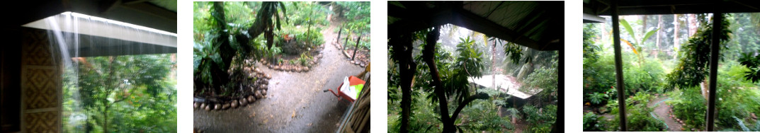 Images of early morning rain in tropical backyard