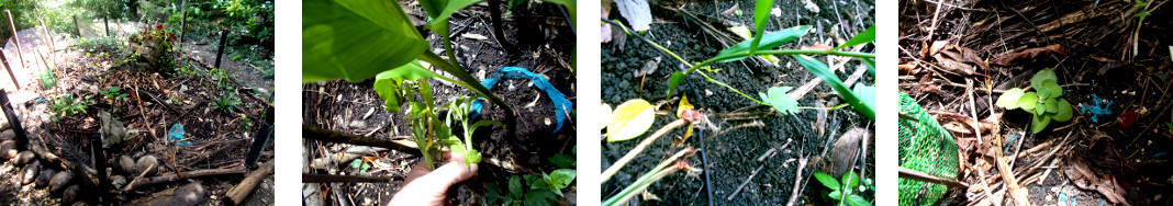 Images of turmeric, ginger and oregano
        transplanted in tropical backyard