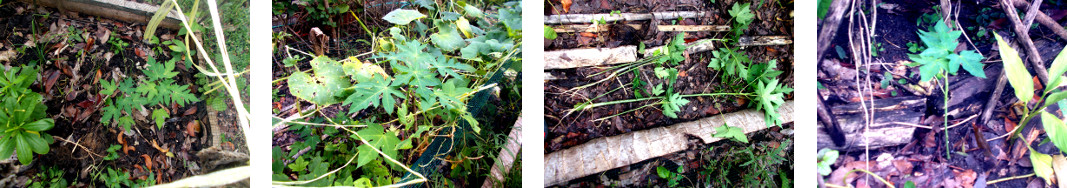 Images of papaya seedlings
        transplanted in tropical backyard