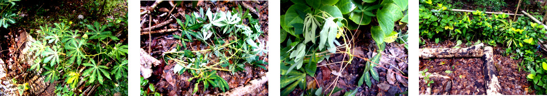 Images of Cassava cuttings transplanted in tropical
        backyard