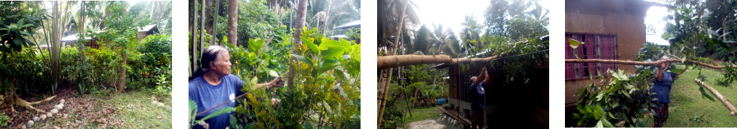 Images of tree felling gone wrong -tree fallen on house