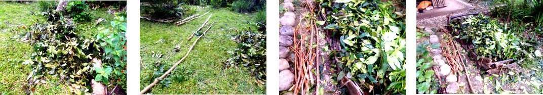 Images of felled trees trimmed for composting in
            tropical backyard
