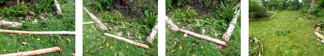 Images of felled trees used as borders
        around tropical backyard garden patches