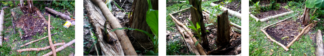 Images of felled trees iused as borders for tropical
        backyard garden patches