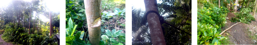 Images of small mahogany tree chopped
        down in tropical backyard