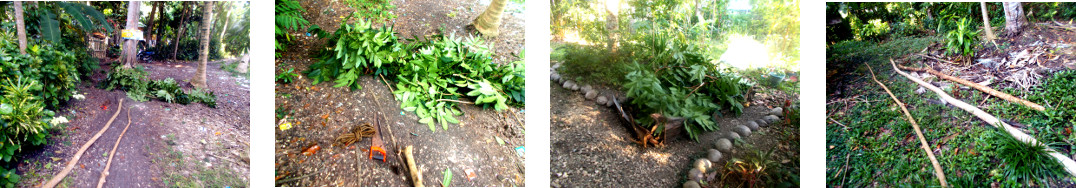 Images of chopped down tree processed in tropical
        backyard
