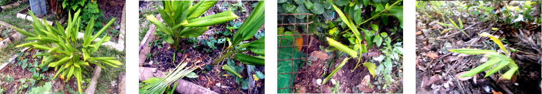 Images of turmeric transplanted
            in tropical backyard